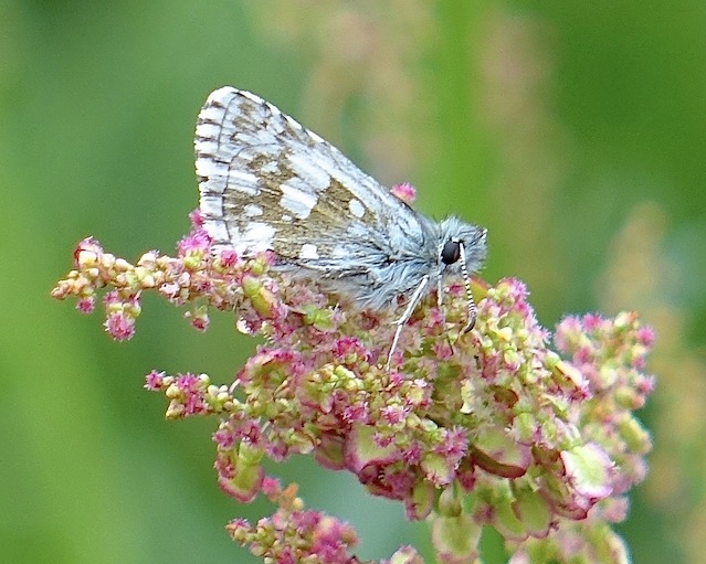olive skipper